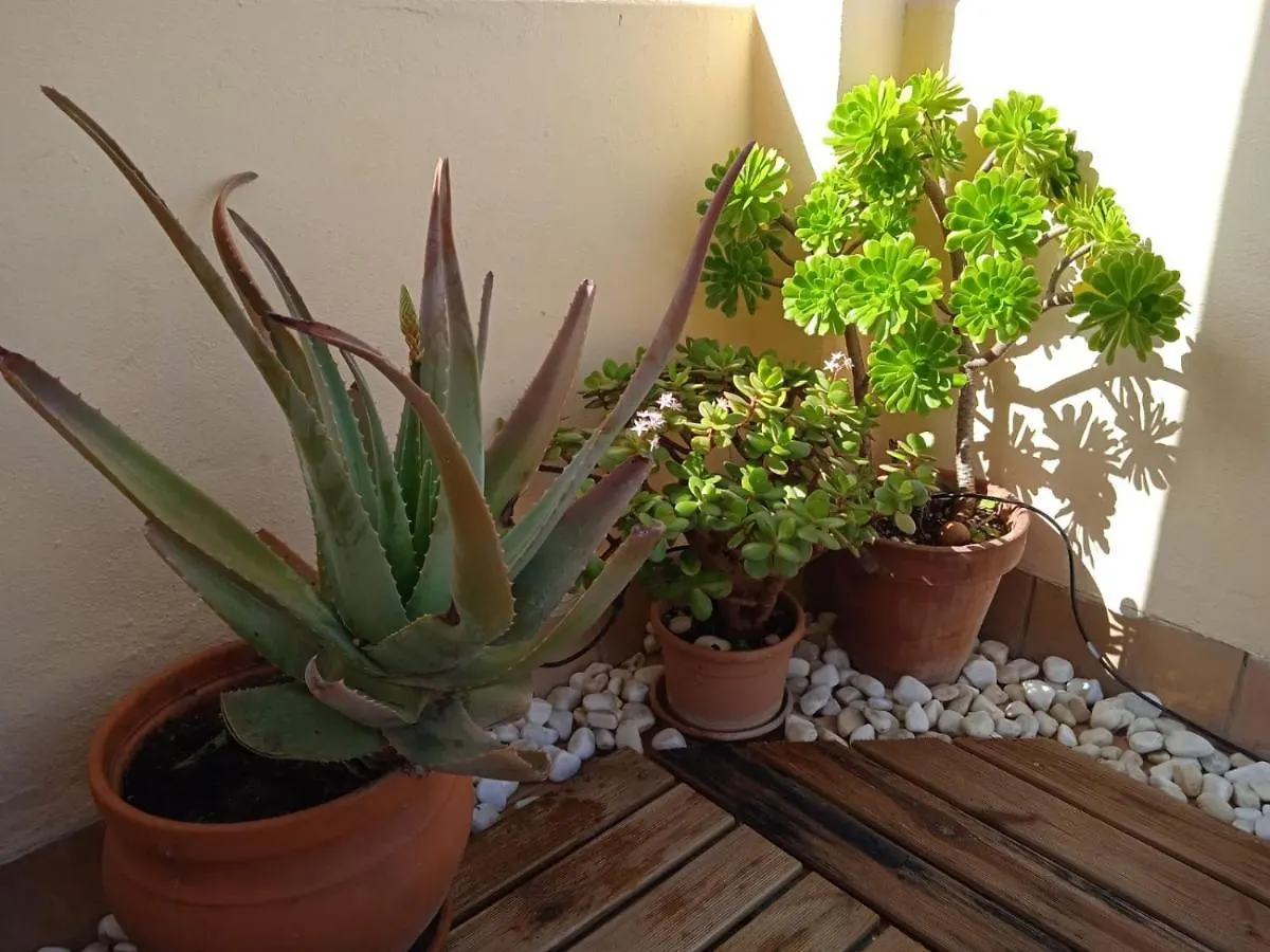 Livingtarifa Apartamento Nano Tarifa