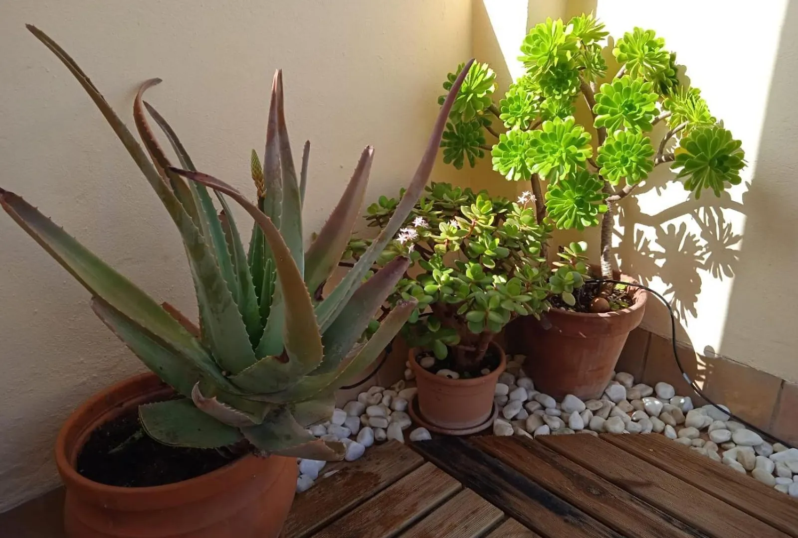 Apartment Livingtarifa Apartamento Nano Spain